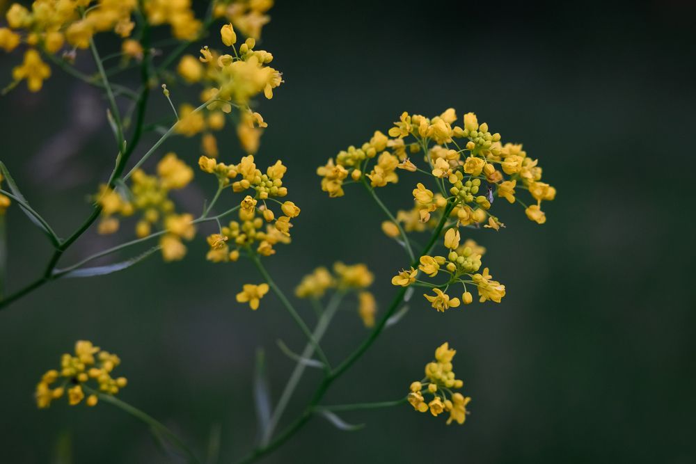 Photograph by Дарья Кончакова