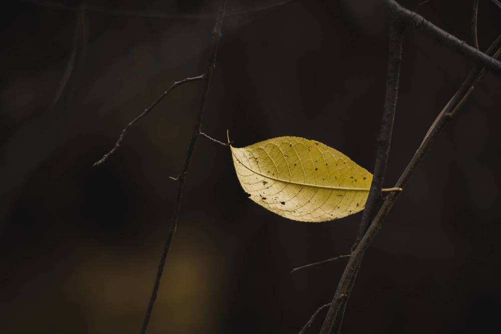 Photograph by Николай Головко