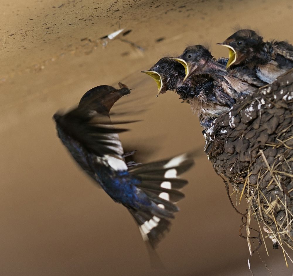 Photograph by Сергей Басов