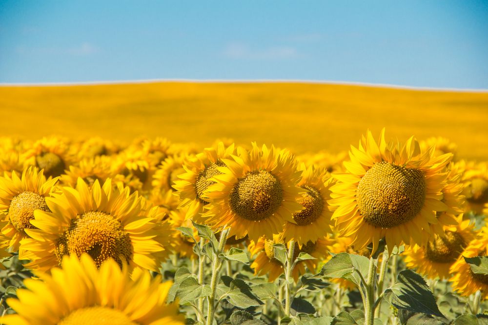 Фотография автора Артём Пышкин