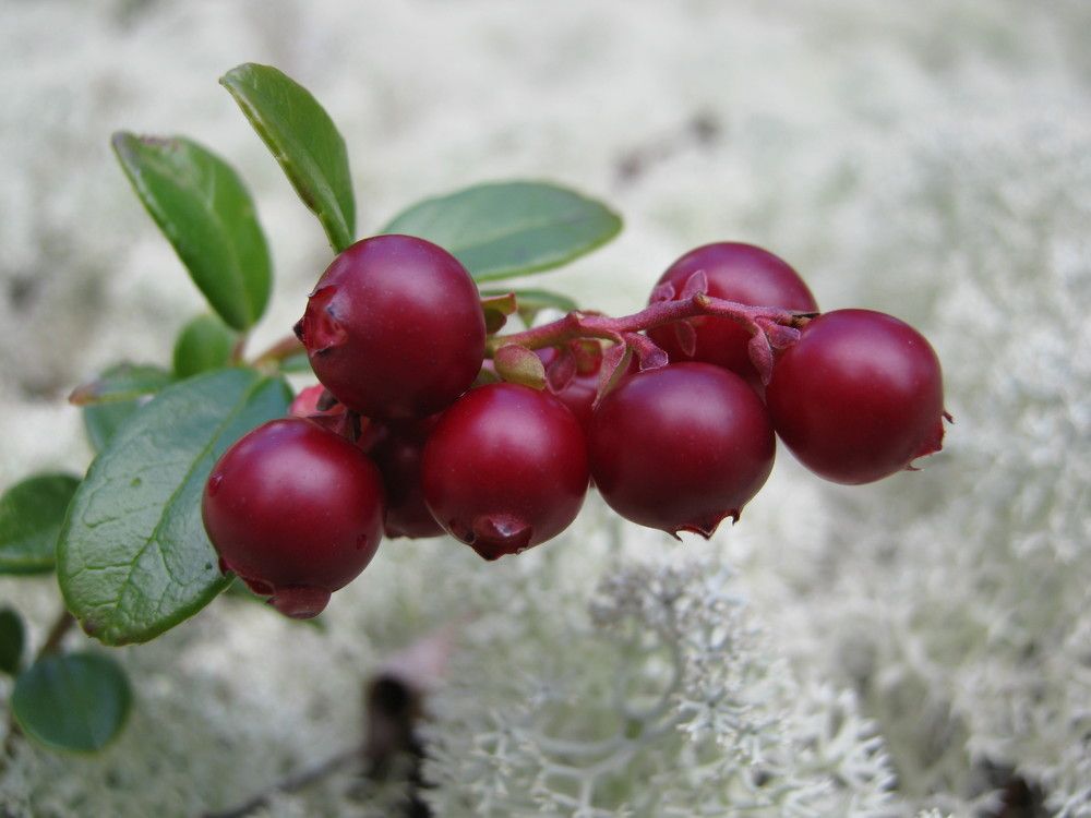 Фотография автора геннадий лалаев