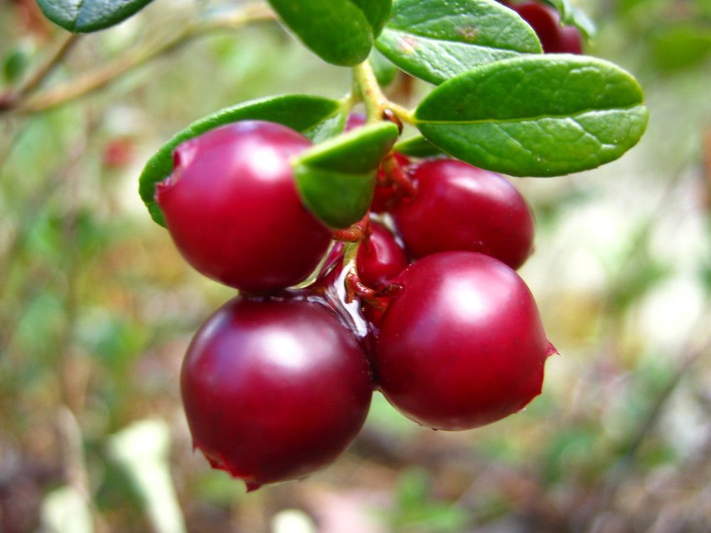 Фотография автора геннадий лалаев