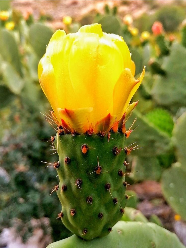 Photograph by Azzeddine Memmou