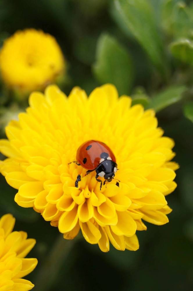 Photograph by Ирина Чувило