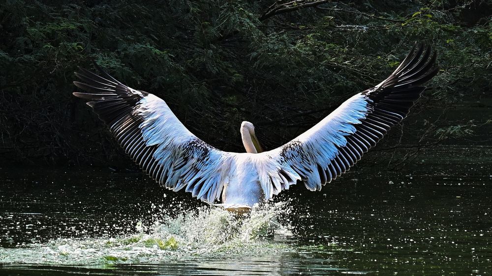 Фотография автора Aadi Saxena