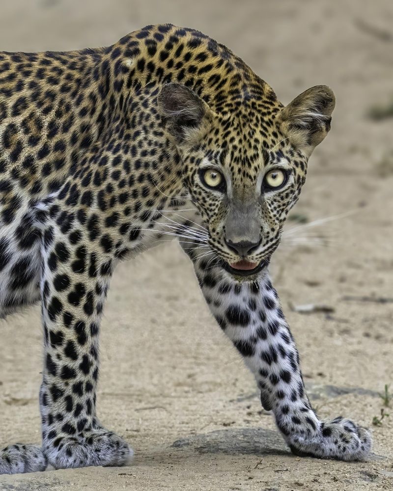 Photograph by Mohamed Raseem