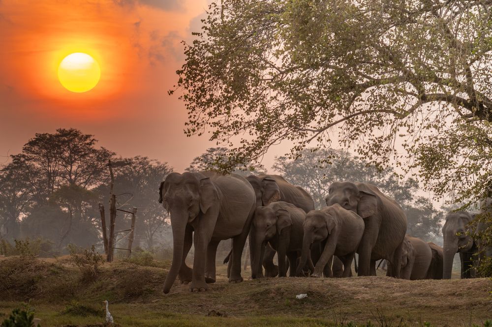 Photograph by Mohamed Raseem