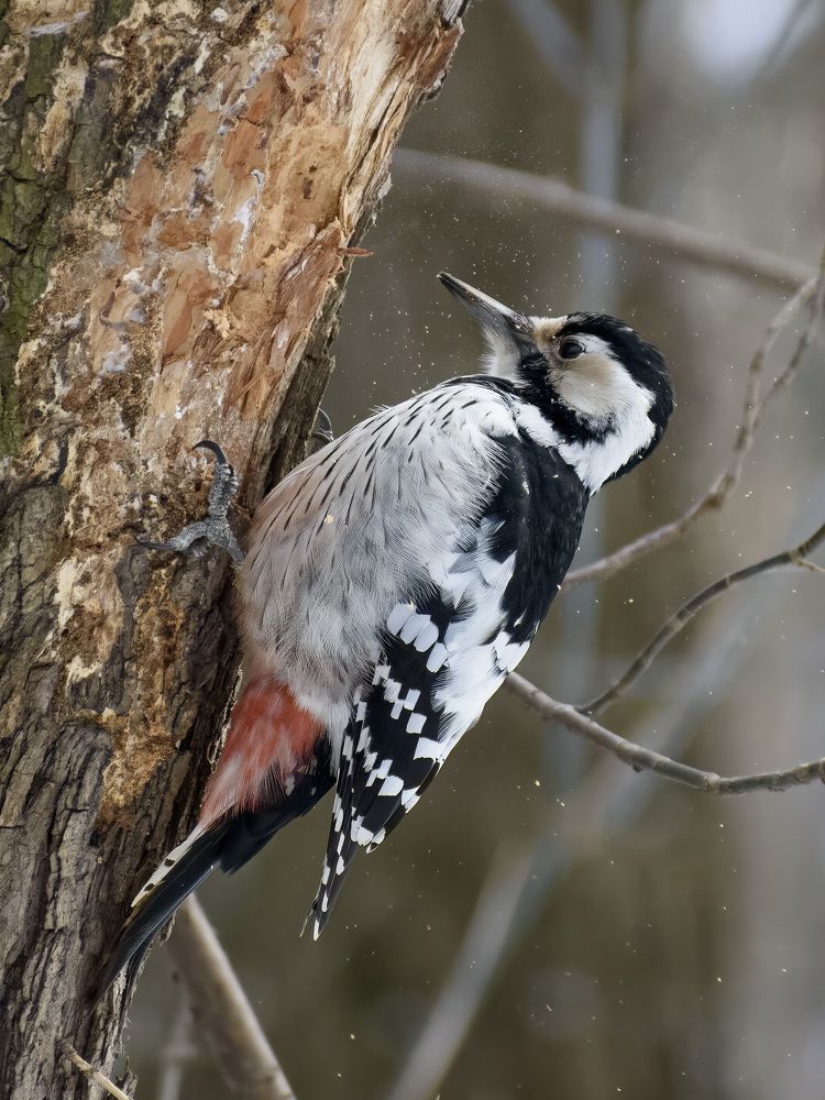 Photograph by Евгений Переведенцев