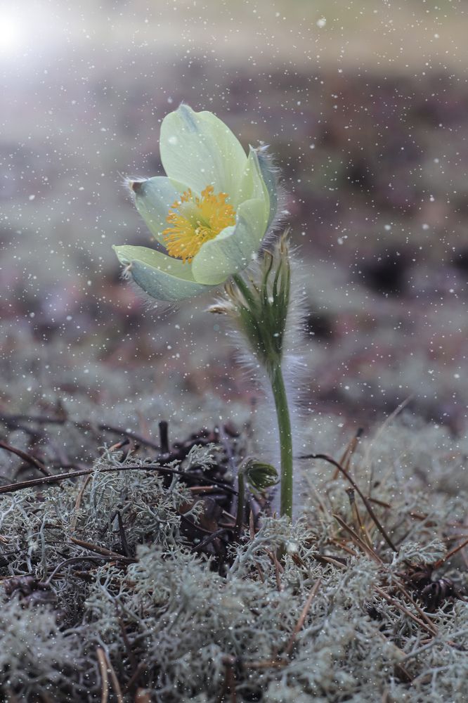 Фотография автора Елена Разина