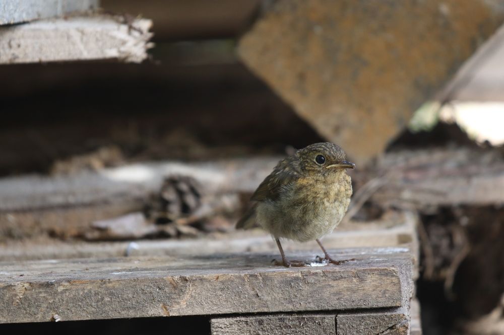 Фотография автора Роман Савин