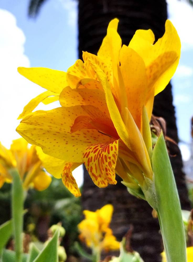 Фотография автора JELENA VASIC