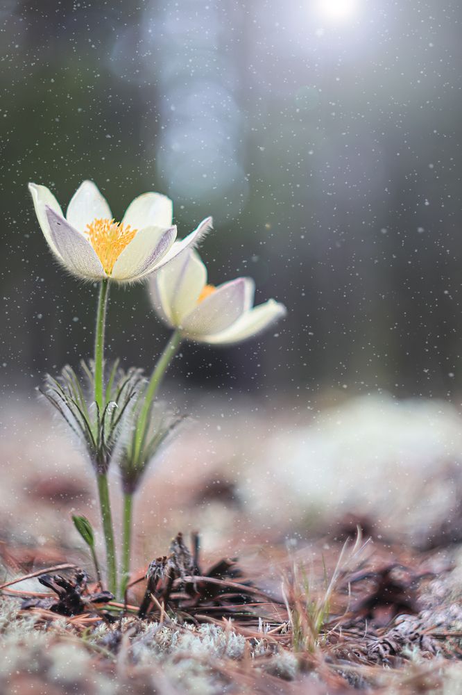 Фотография автора Елена Разина