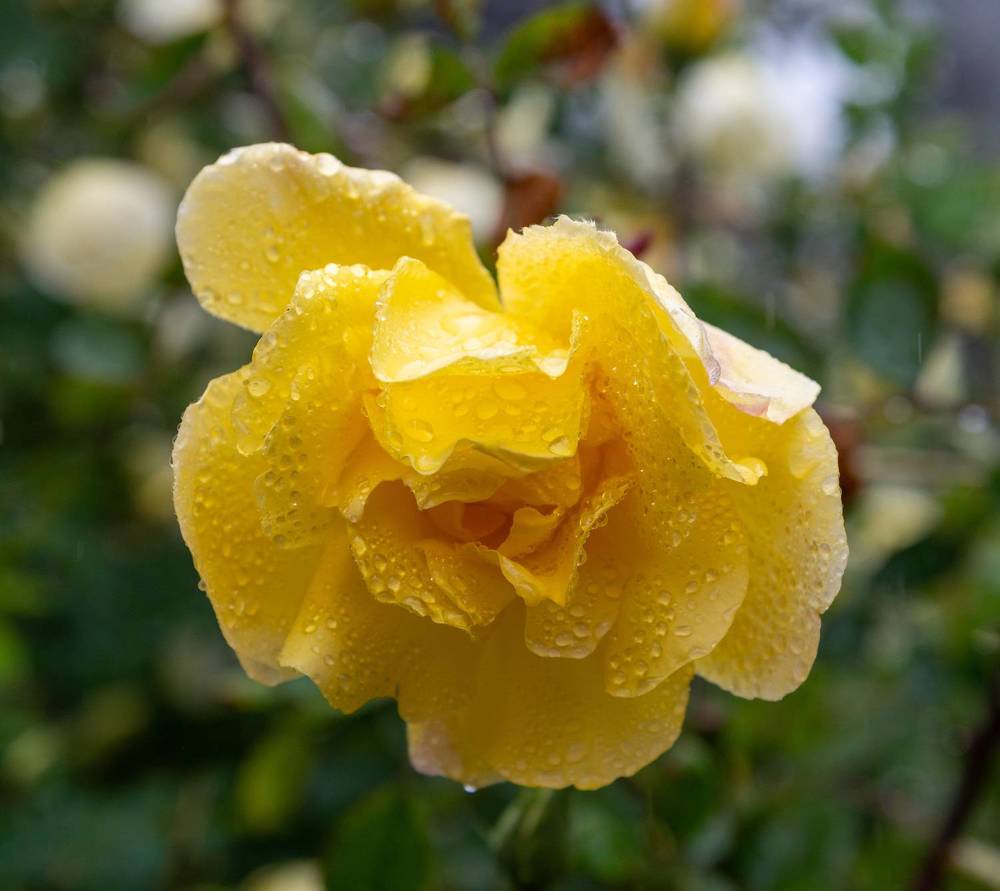 Photograph by Екатерина Крючкова