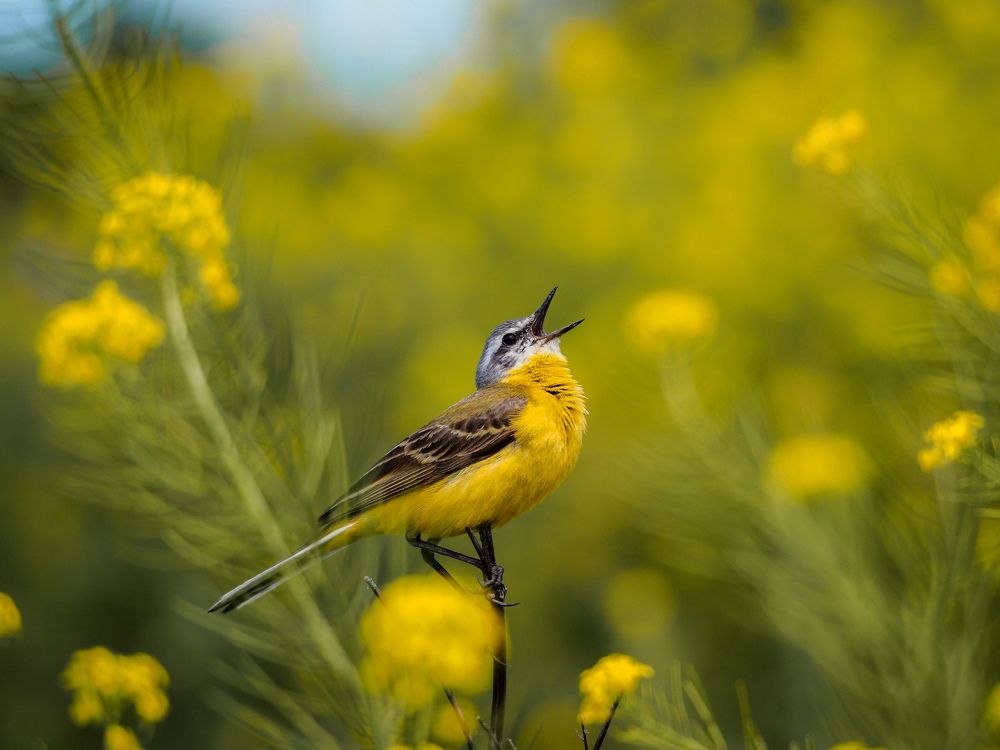 Photograph by Светлана Шибаршина