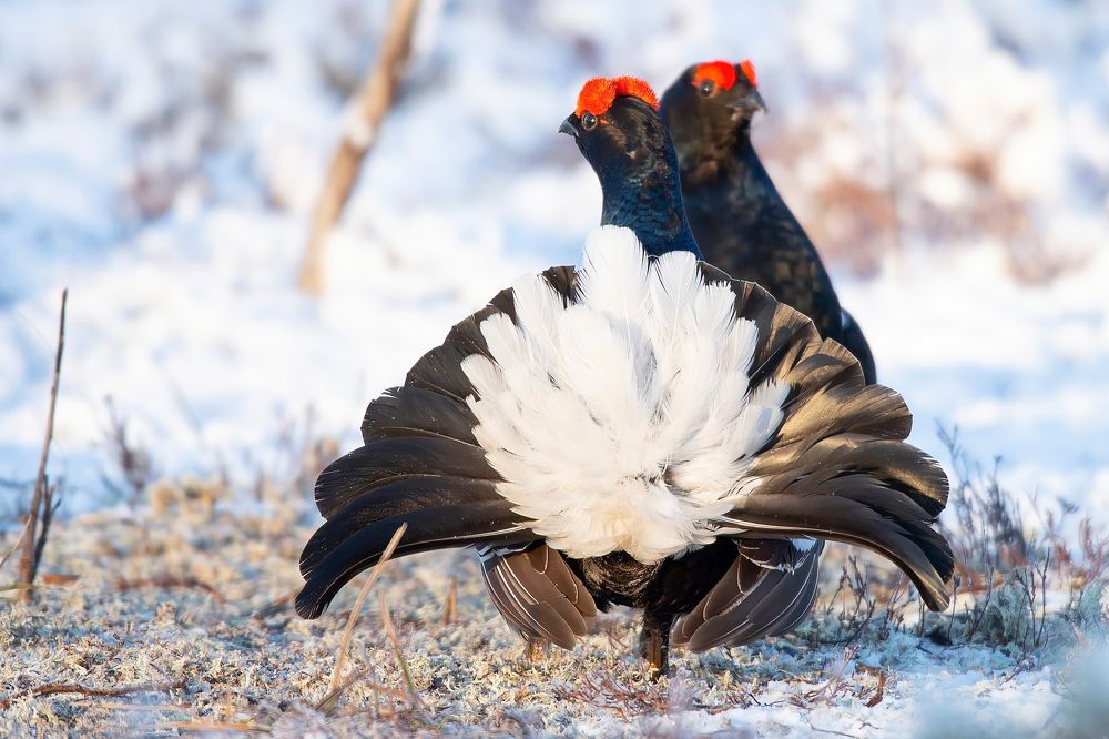 Геральдика