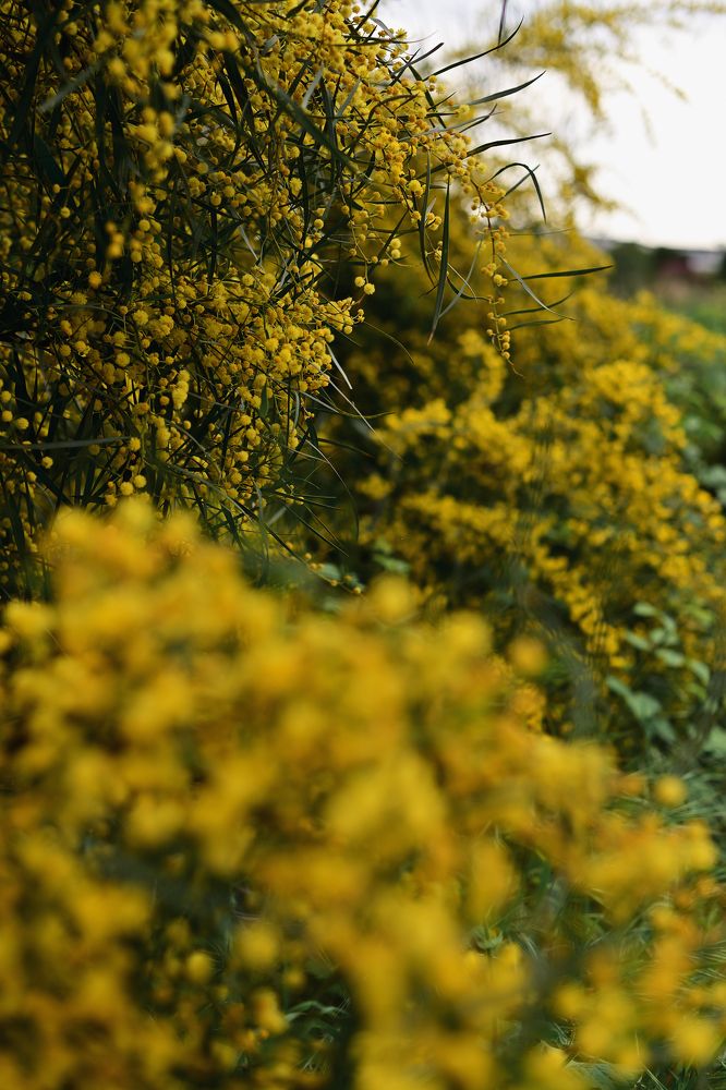 Photograph by Каревская Нелли