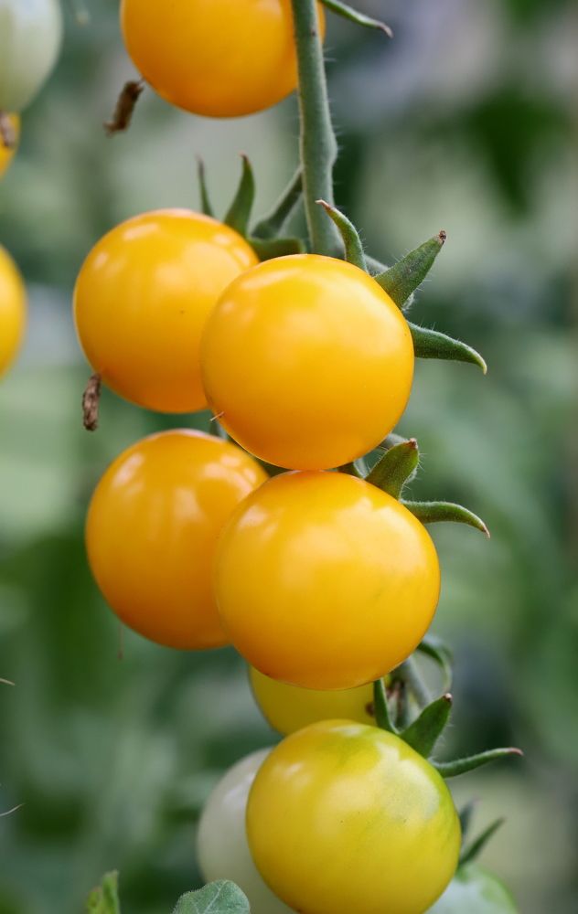 Photograph by елена