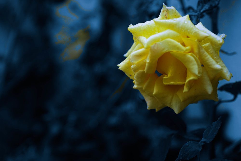 Photograph by mansour Hamdaoui