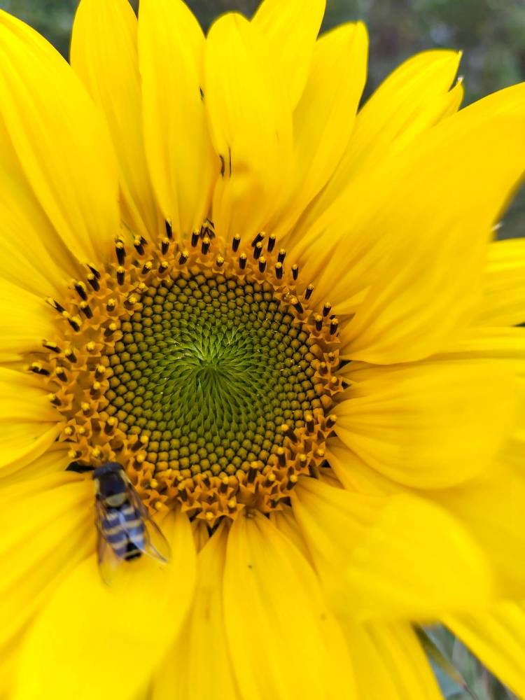 Photograph by Любовь Коровацкая