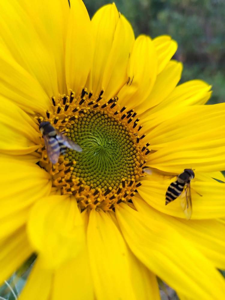 Photograph by Любовь Коровацкая