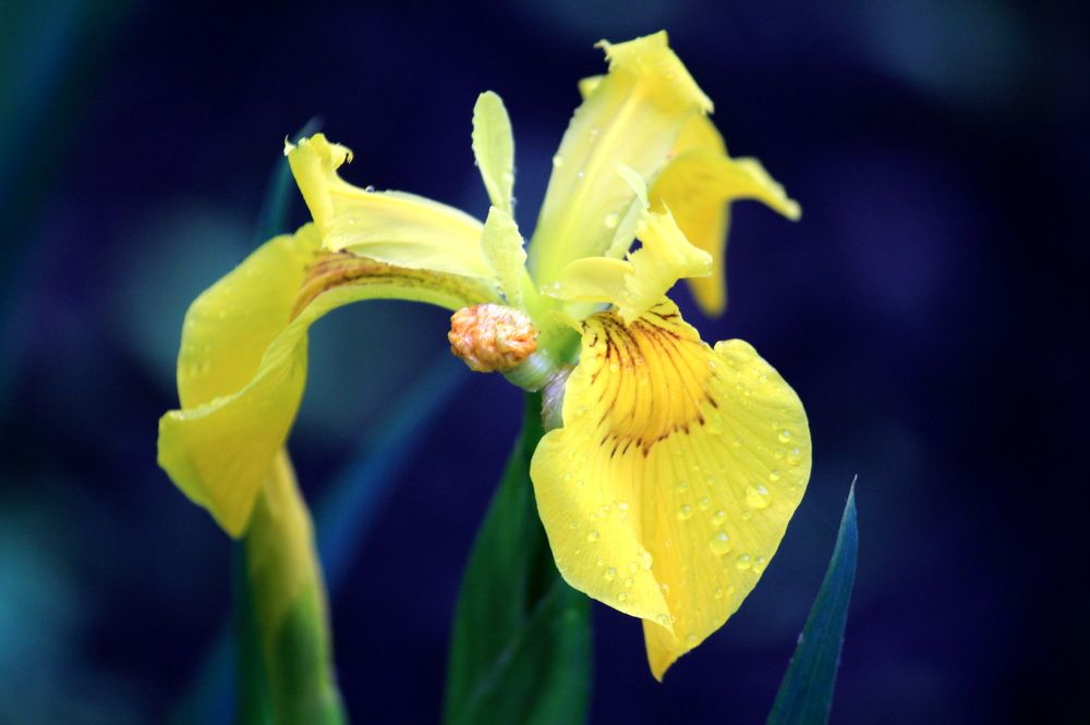 Фотография автора Колосова Елена