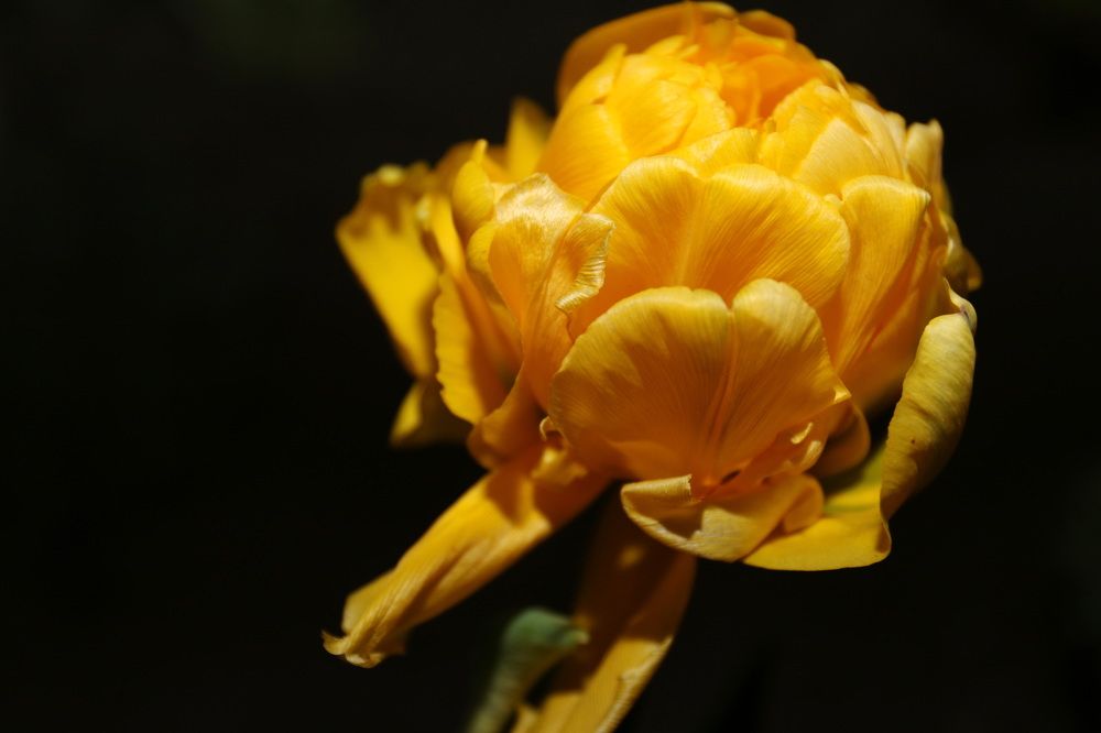 Фотография автора Колосова Елена