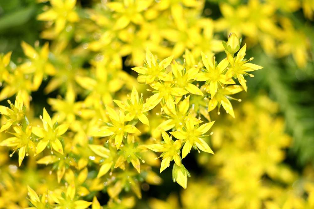 Фотография автора Колосова Елена