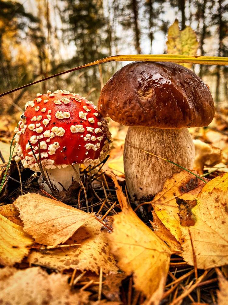 Photograph by Elena Makarova