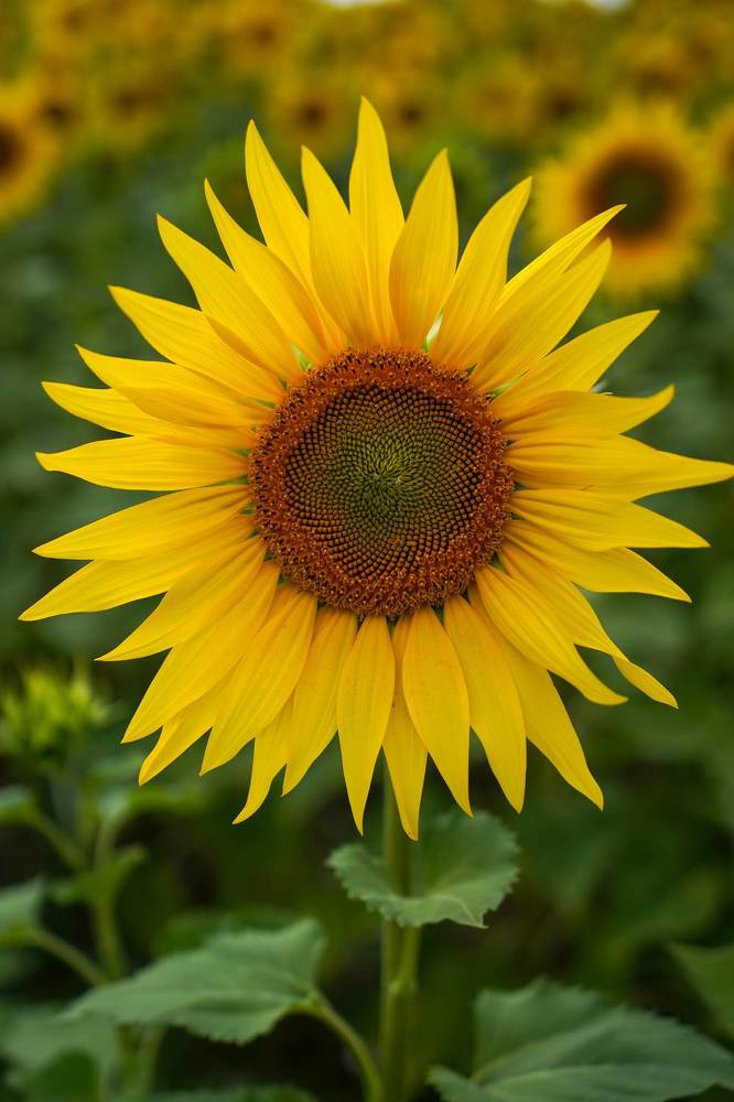 Photograph by Julia Andreeva