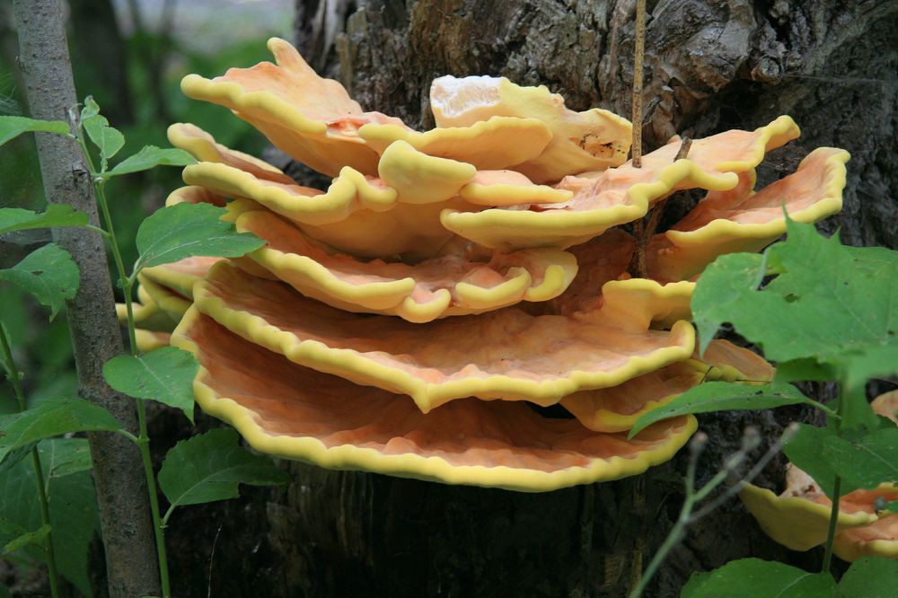 Photograph by Александр К