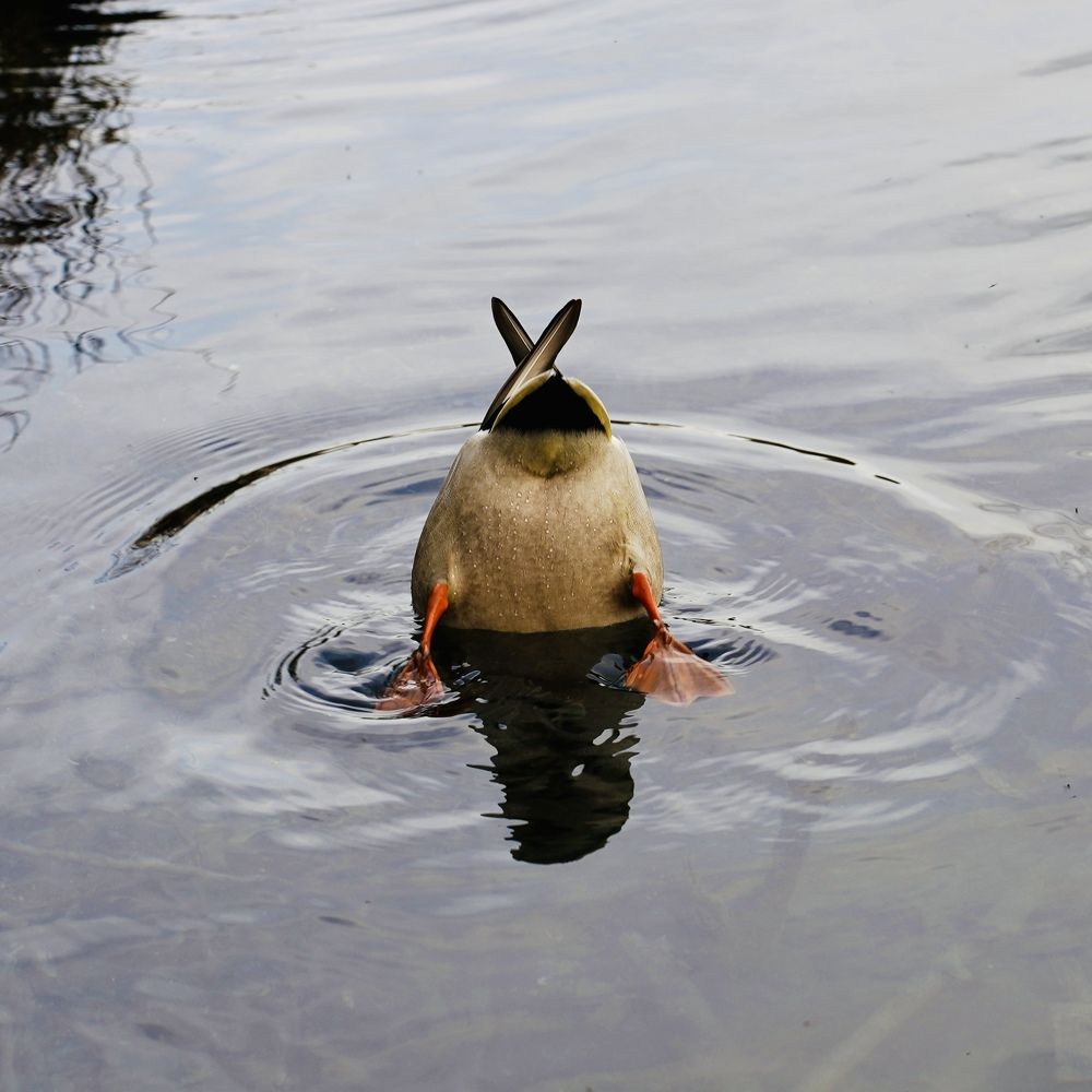 Утиные истории