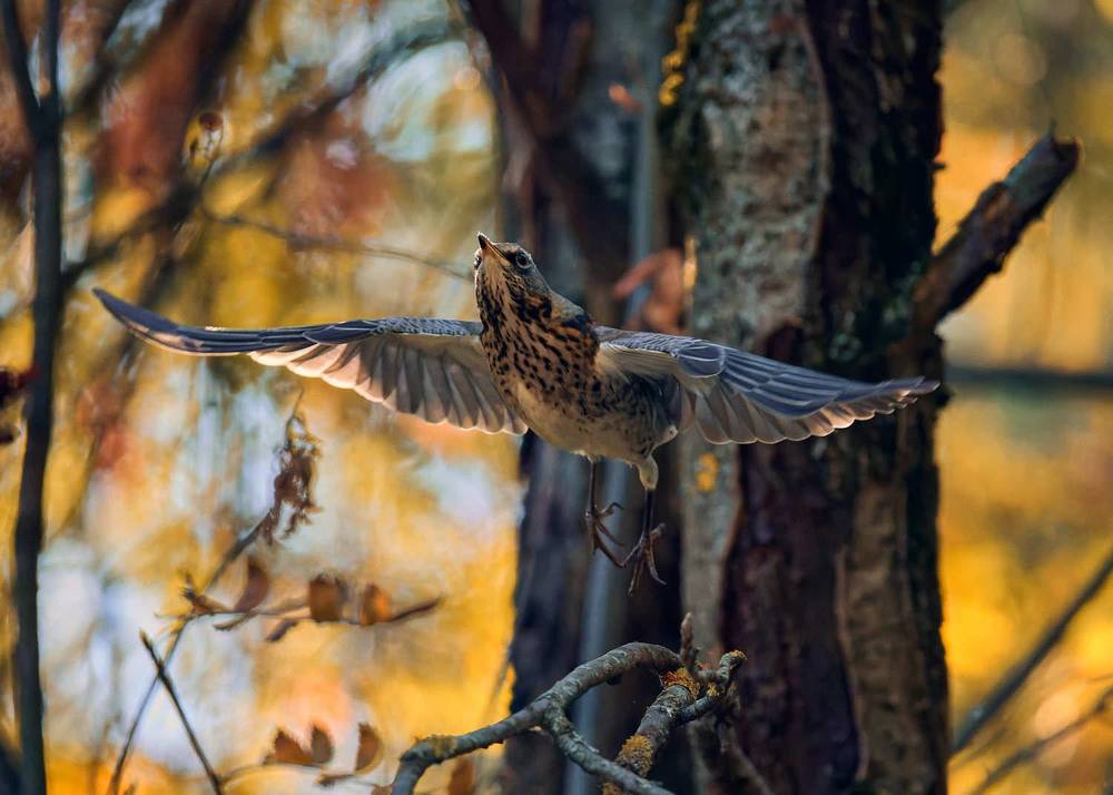 Photograph by Mikhail Khmelevskiy