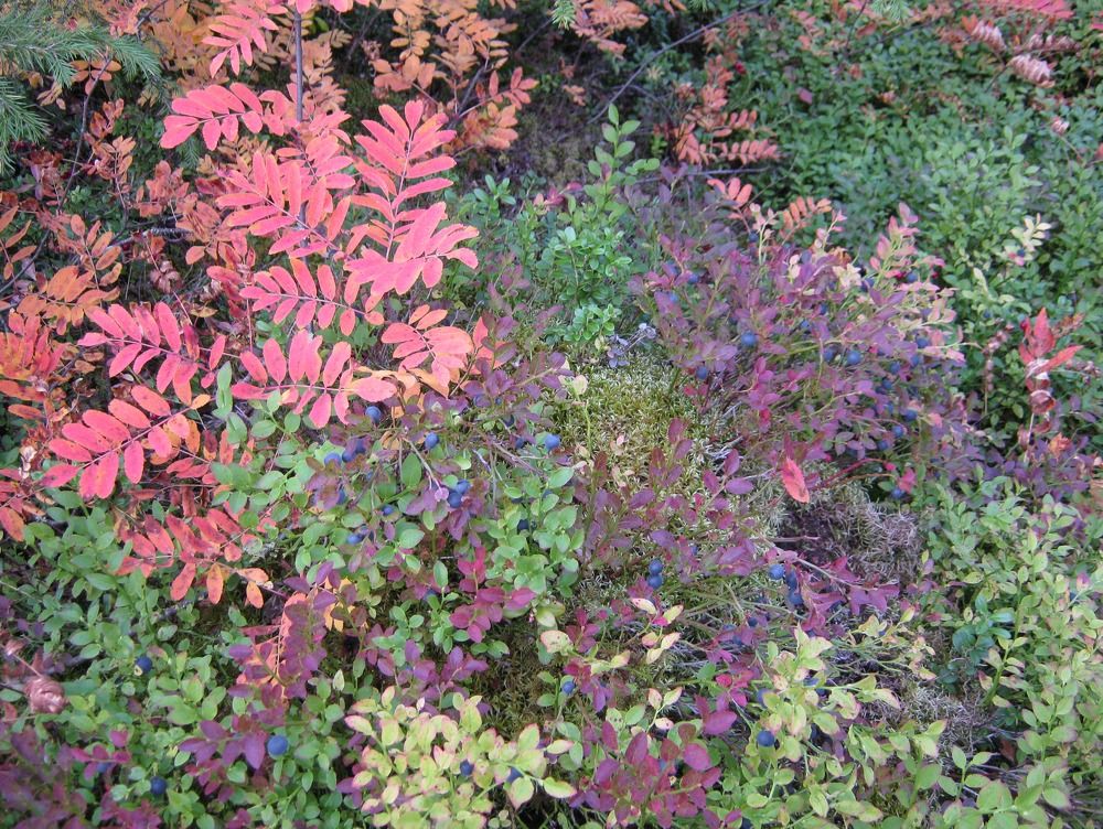 Фотография автора геннадий лалаев