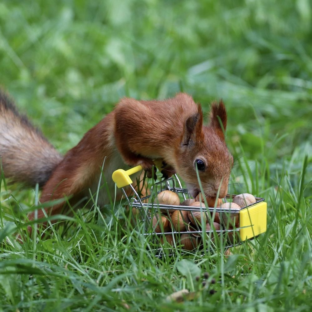 Белка в супермаркете