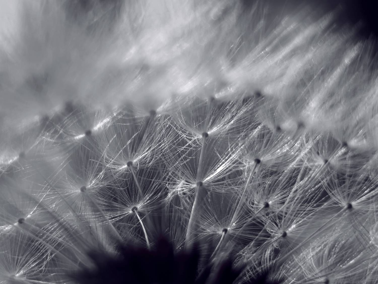 Photo #11123276