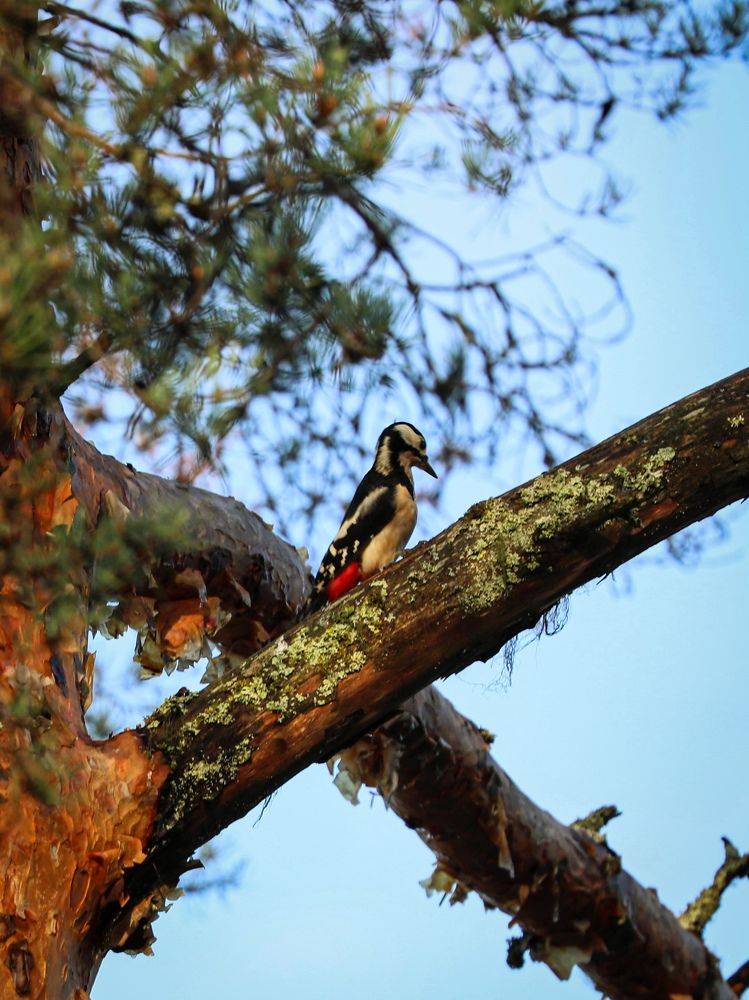 Photograph by Елена Шавшина