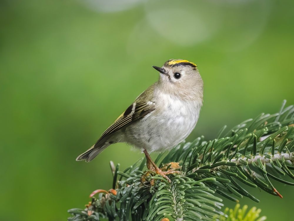 Фотография автора Римма Герасименко