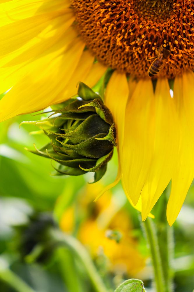 Подсолнух и его детка.