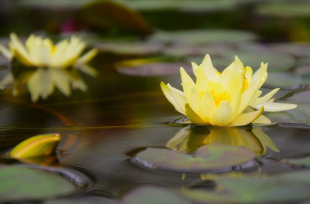 Фотография автора Альбина Хвастунова