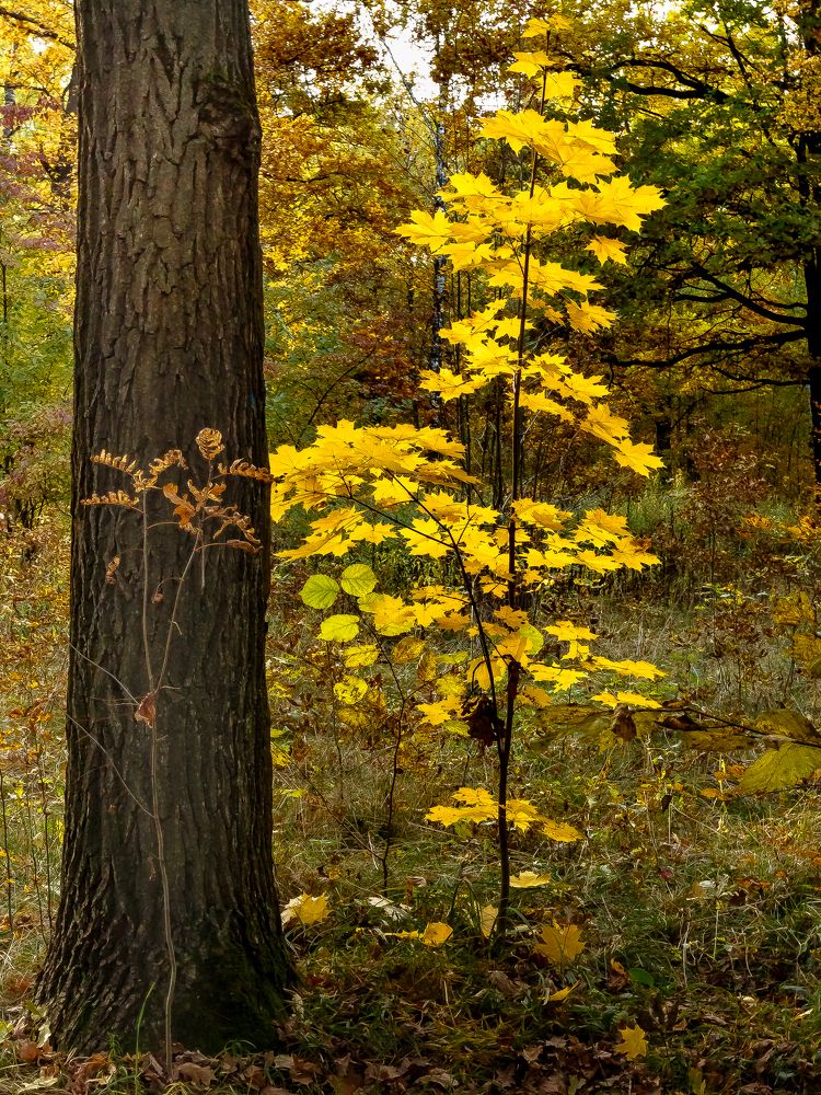 Photograph by Наталья Колеватова