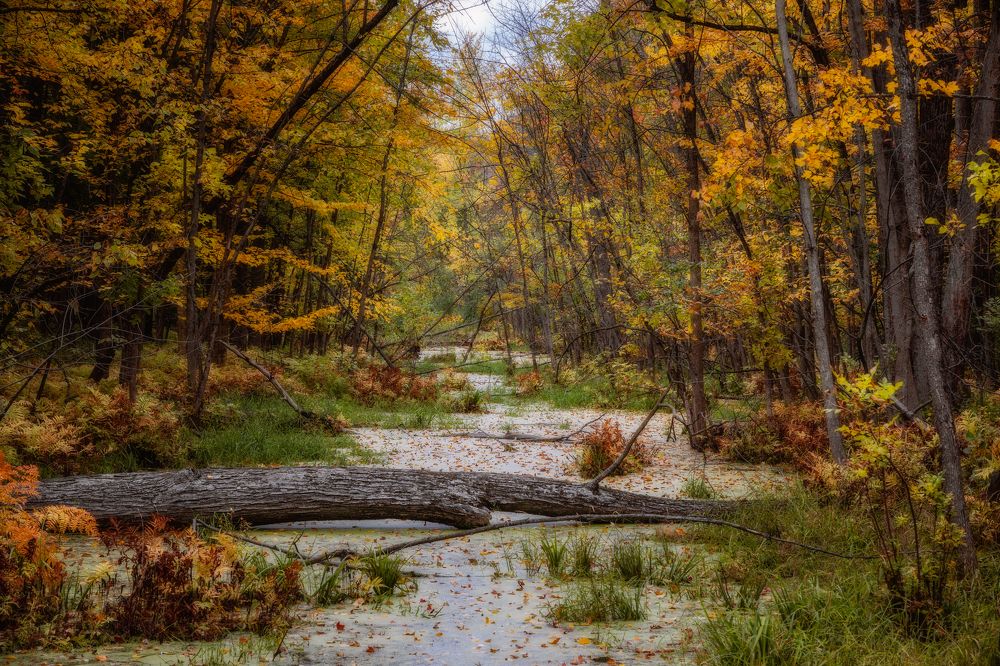 Photograph by Jack Bespalove