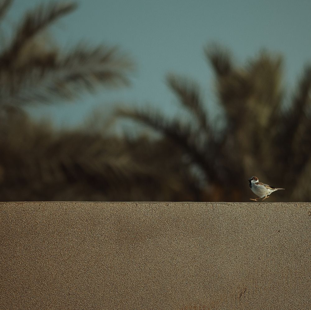 Photograph by Maryam Jassim