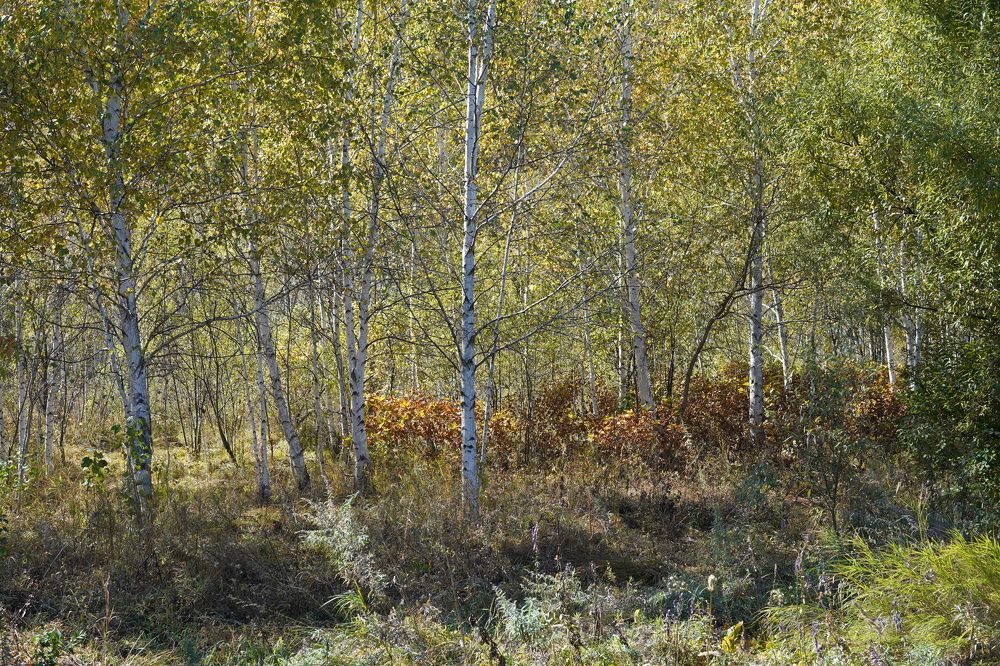 Photograph by Гордеева Светлана