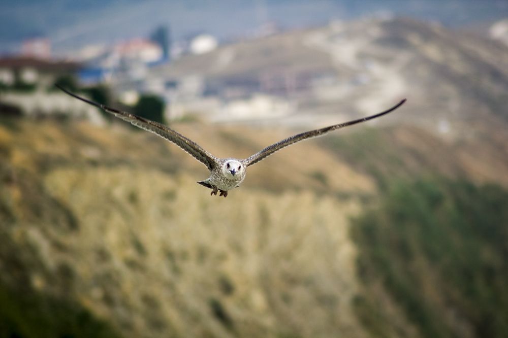 Photograph by Мария Покотилова