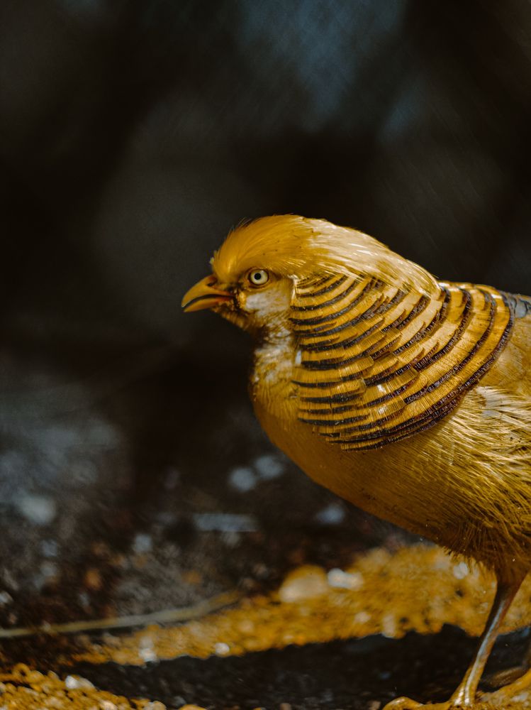 Фотография автора Алиса Исаева