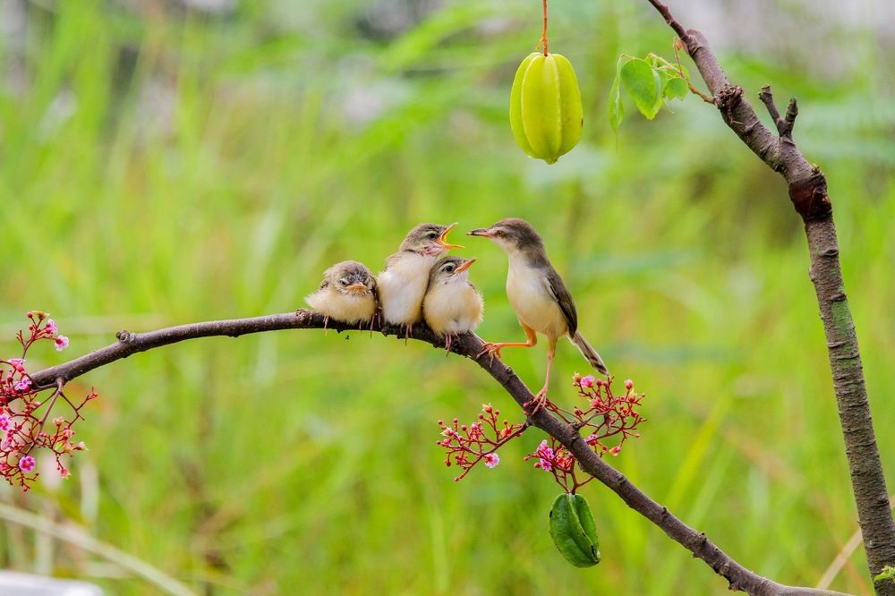 Photograph by nguyên trương
