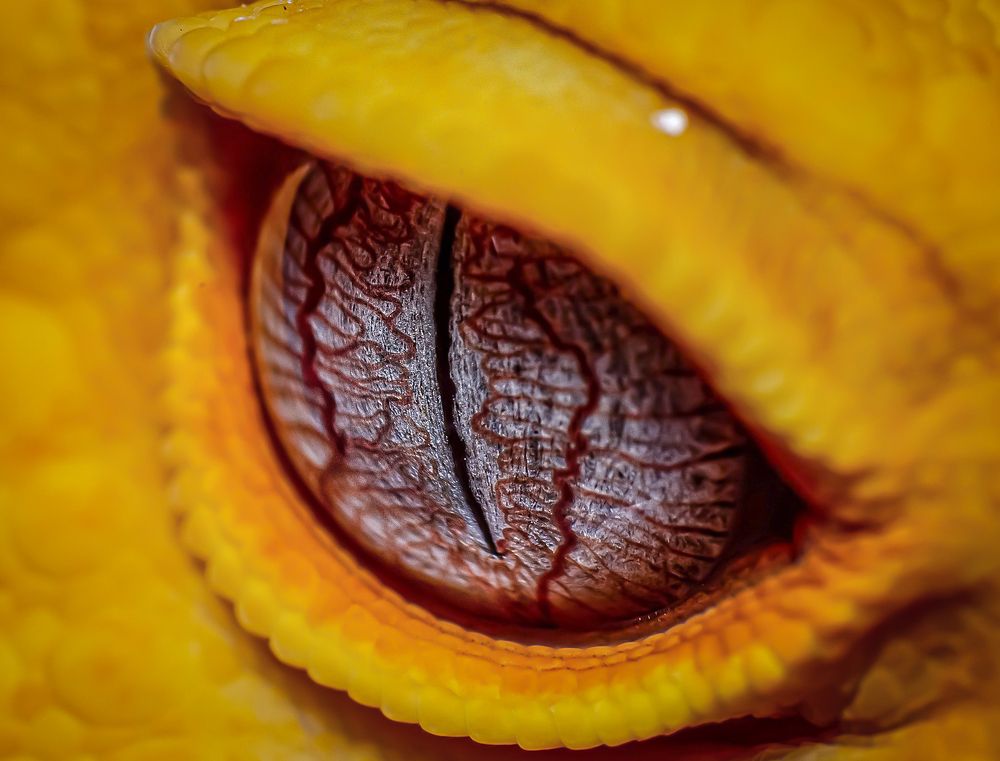 Photograph by Celis Norman