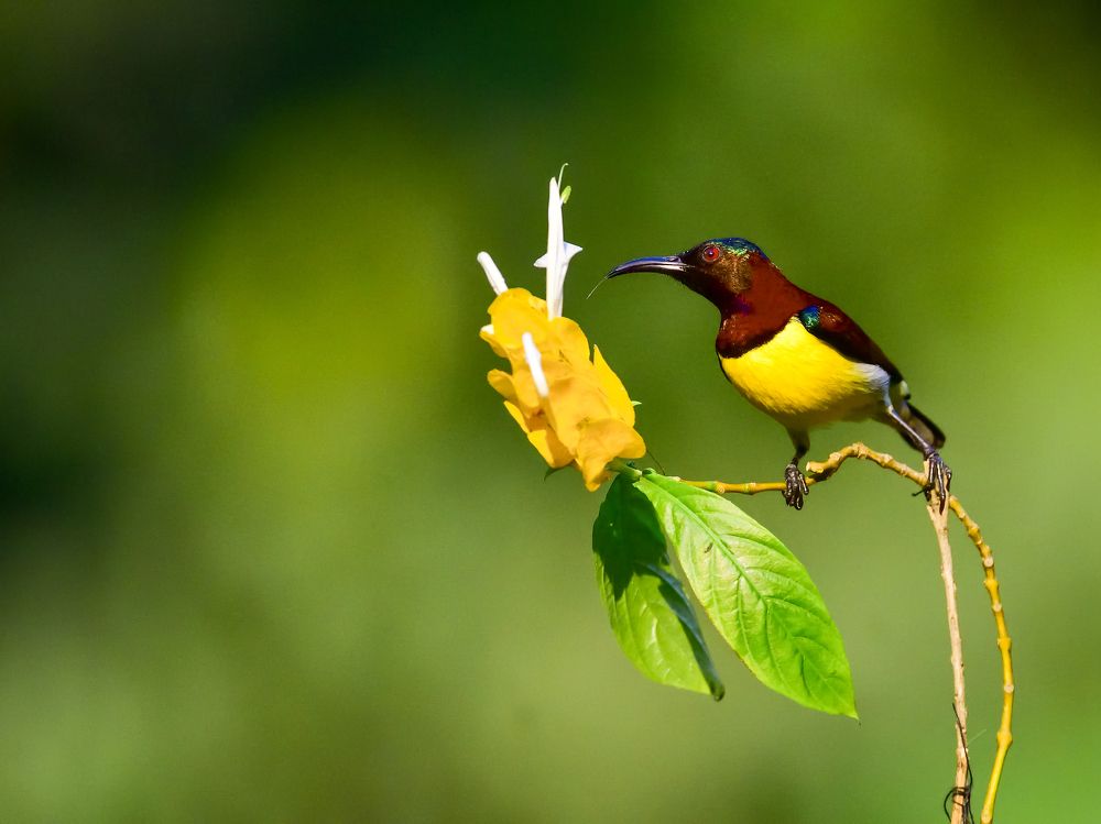 Photograph by Irene Chattopadhyay