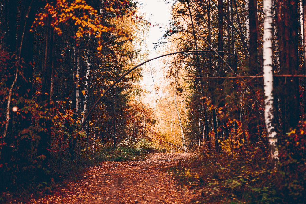Photograph by Алексей Заикин