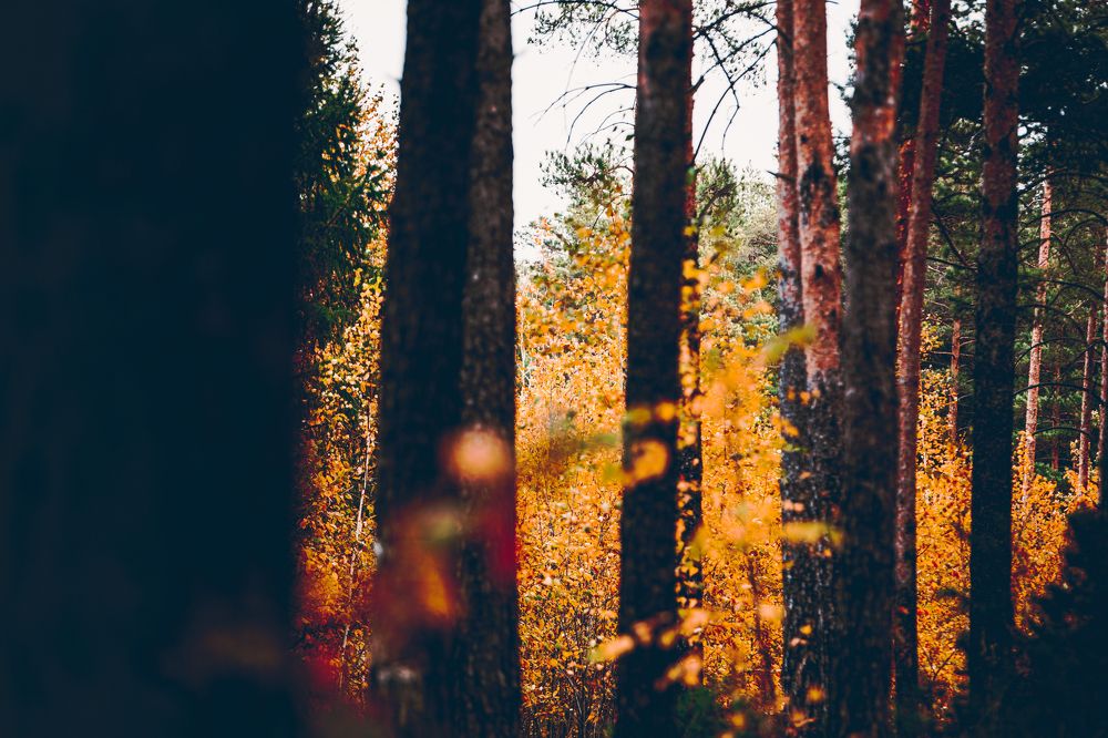 Photograph by Алексей Заикин